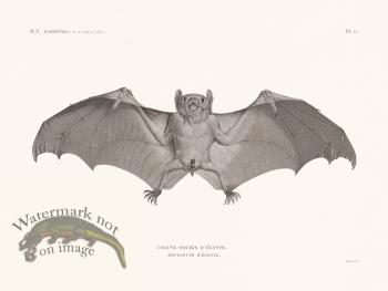 Bats of the World 12